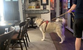 Whatever happened to the British boozer?